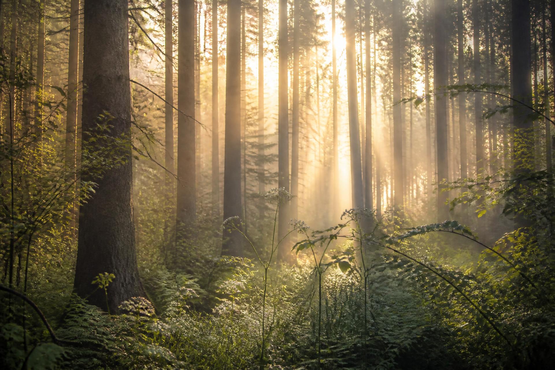 Golden morning light falling through a misty forest